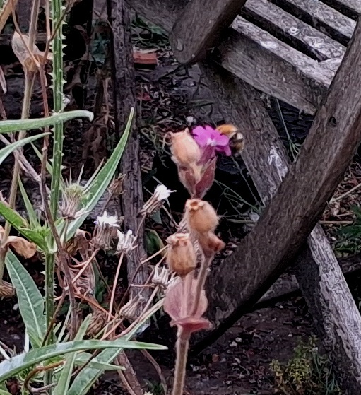 red campion with bee