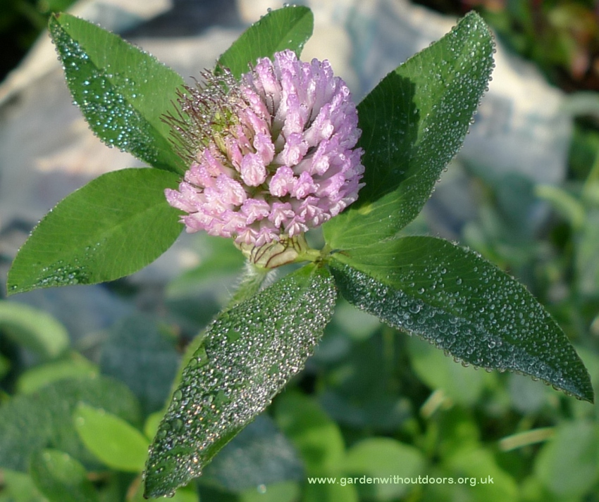 red clover