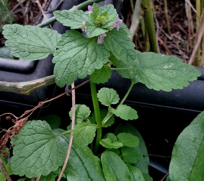 red deadnettle