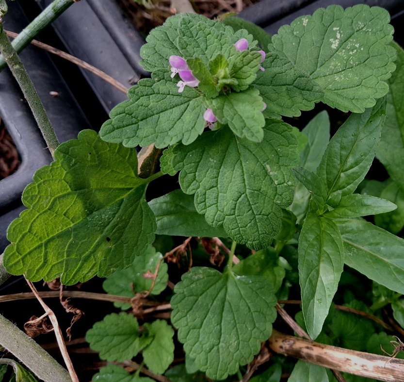 red deadnettle