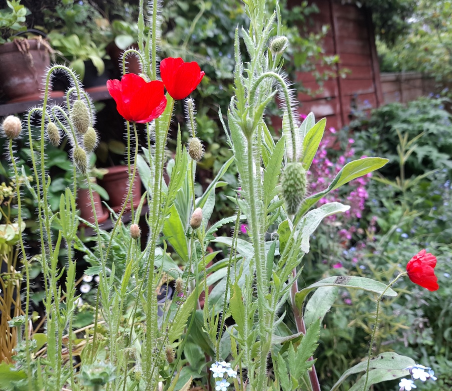 red common field corn poppies