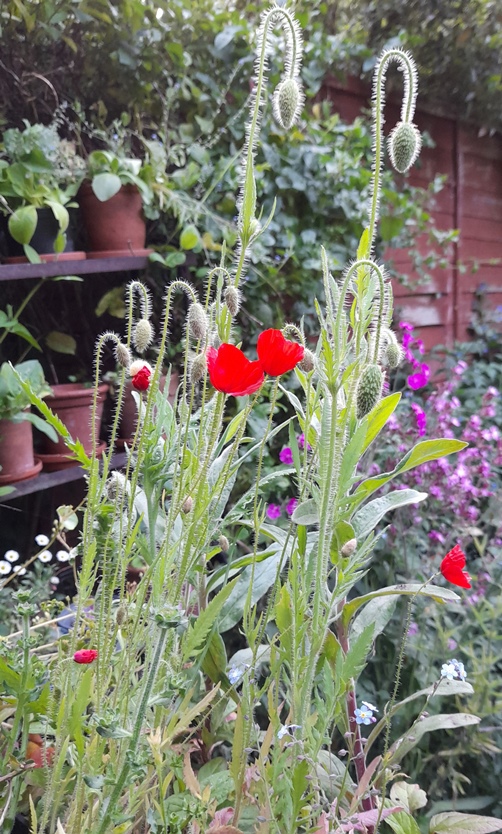red corn field common poppies