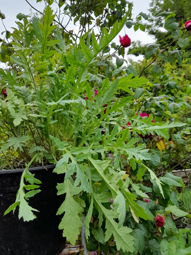 red / corn / field / common poppies (Papaver rhoeas)