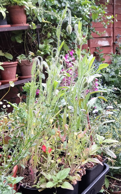 red / corn / field / common poppies (Papaver rhoeas)