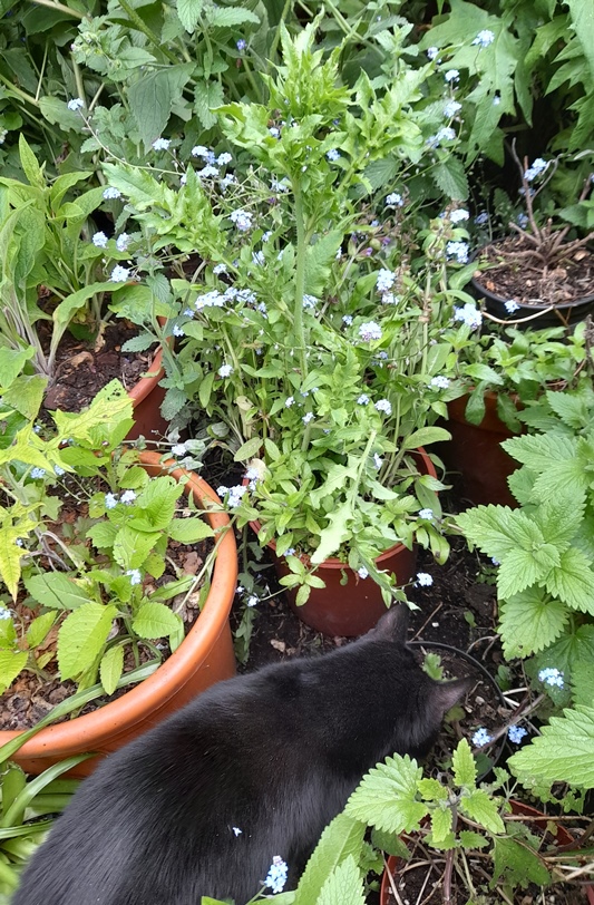 red / corn / field / common poppies (Papaver rhoeas)