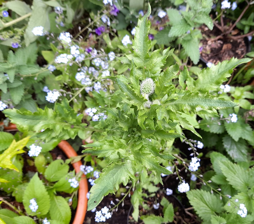 red field corn common poppy bud
