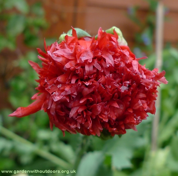 red poppy