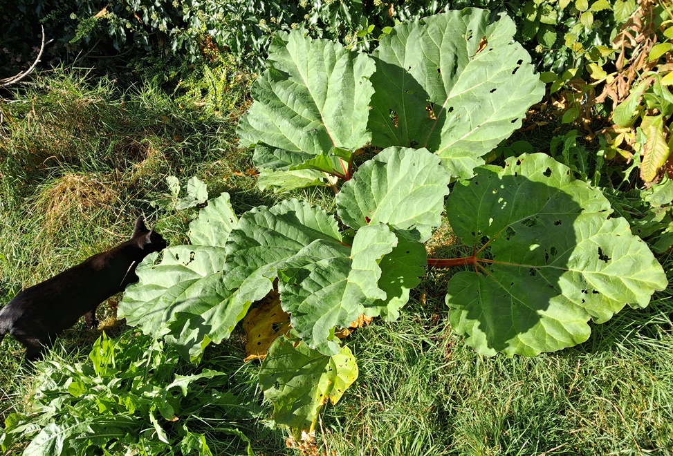 rhubarb black cat
