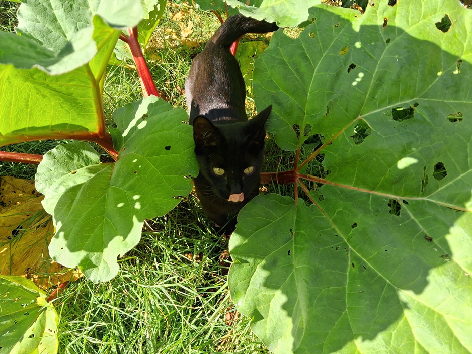 rhubarb black cat