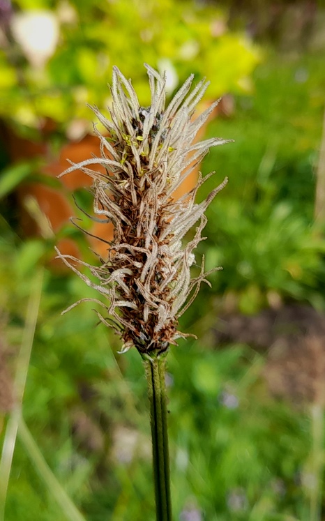 ribwort plantain