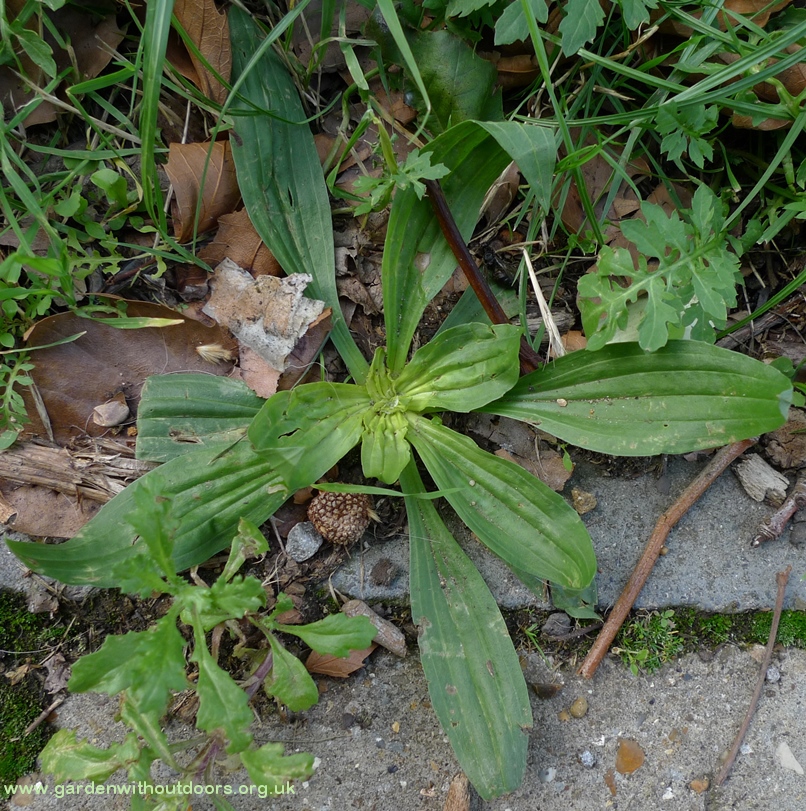 ribwort plantain
