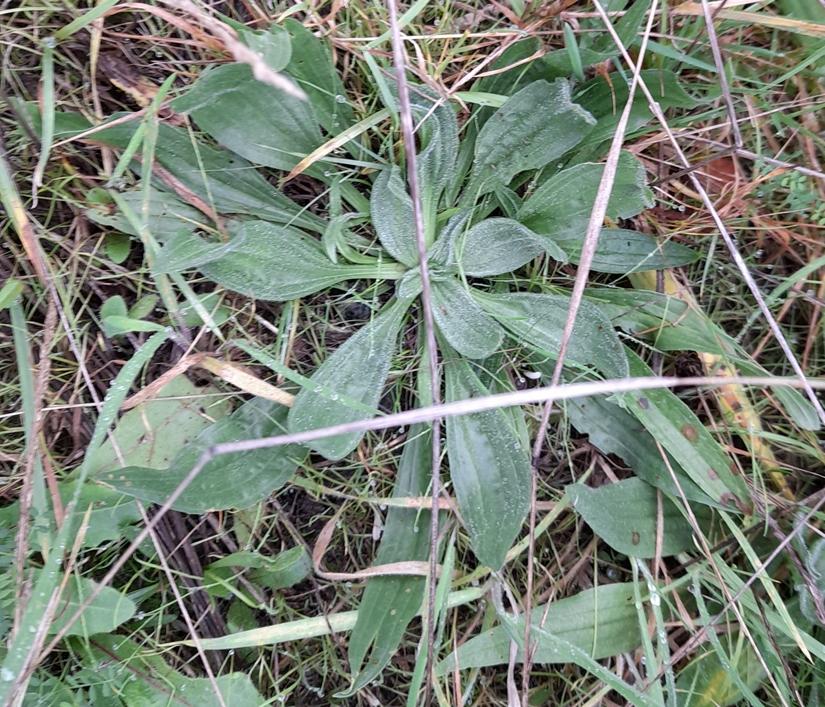 ribwort plantain Rainham Marshes