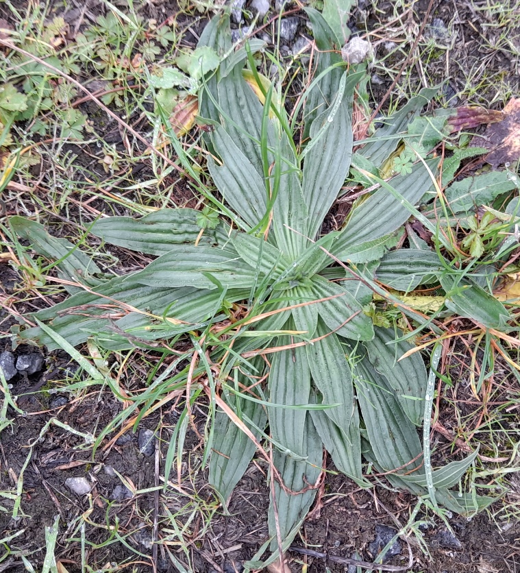 ribwort plantain rosette Rainham Marshes