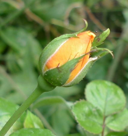 rose bud