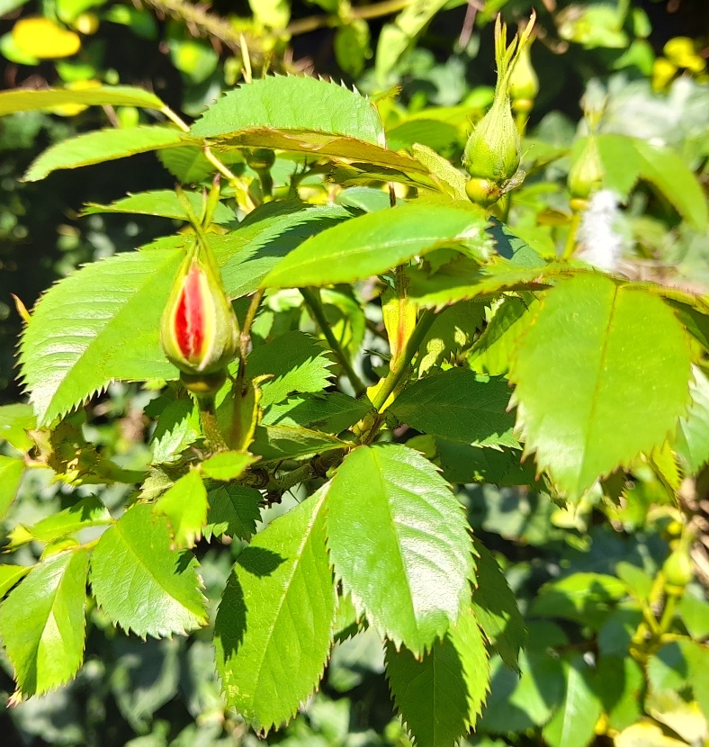 rose buds
