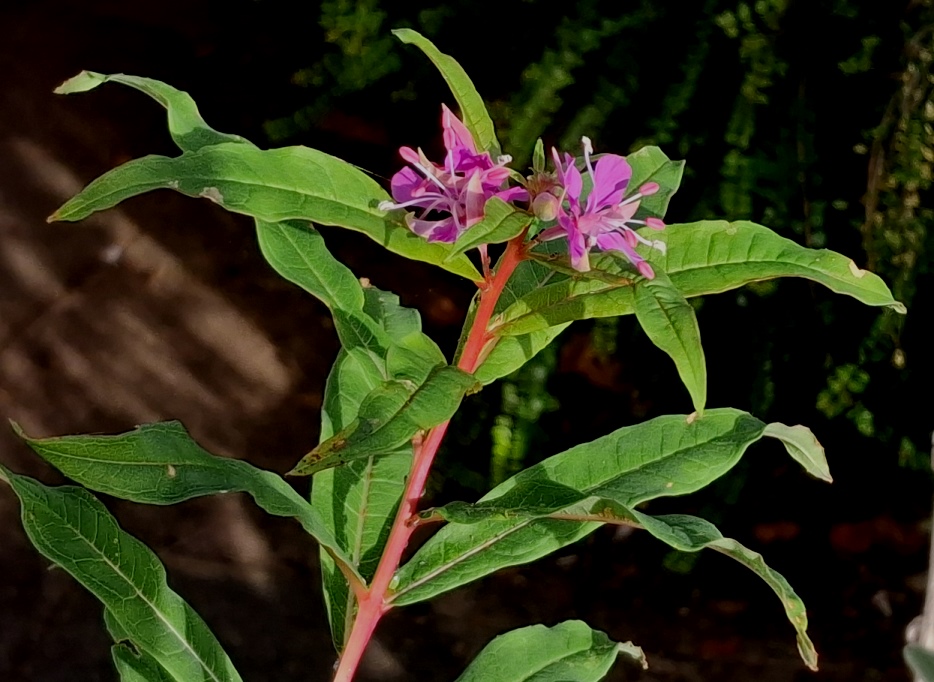 rosebay willowherb