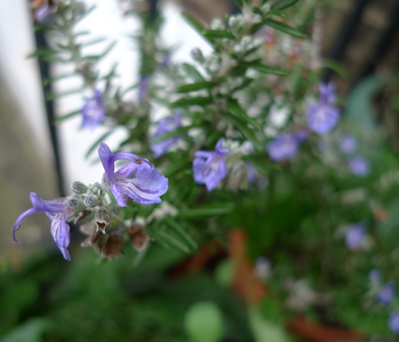 rosemary in bloom