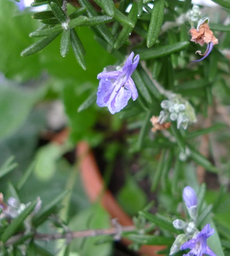 rosemary in bloom