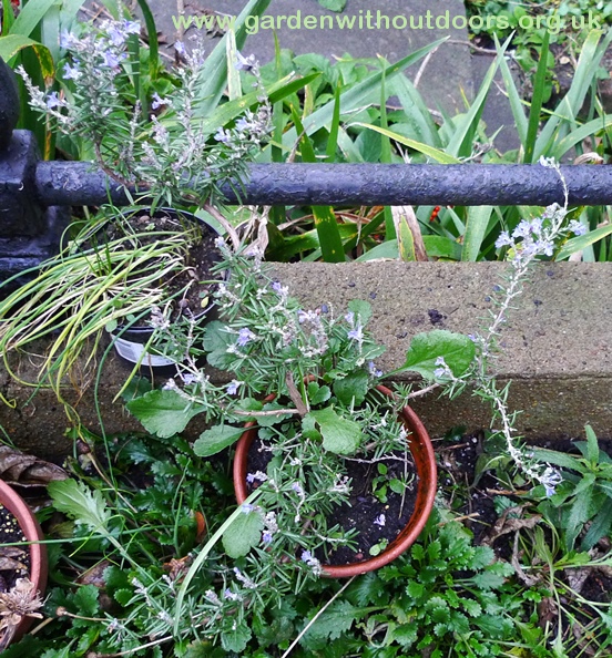 flowering protrate rosemary