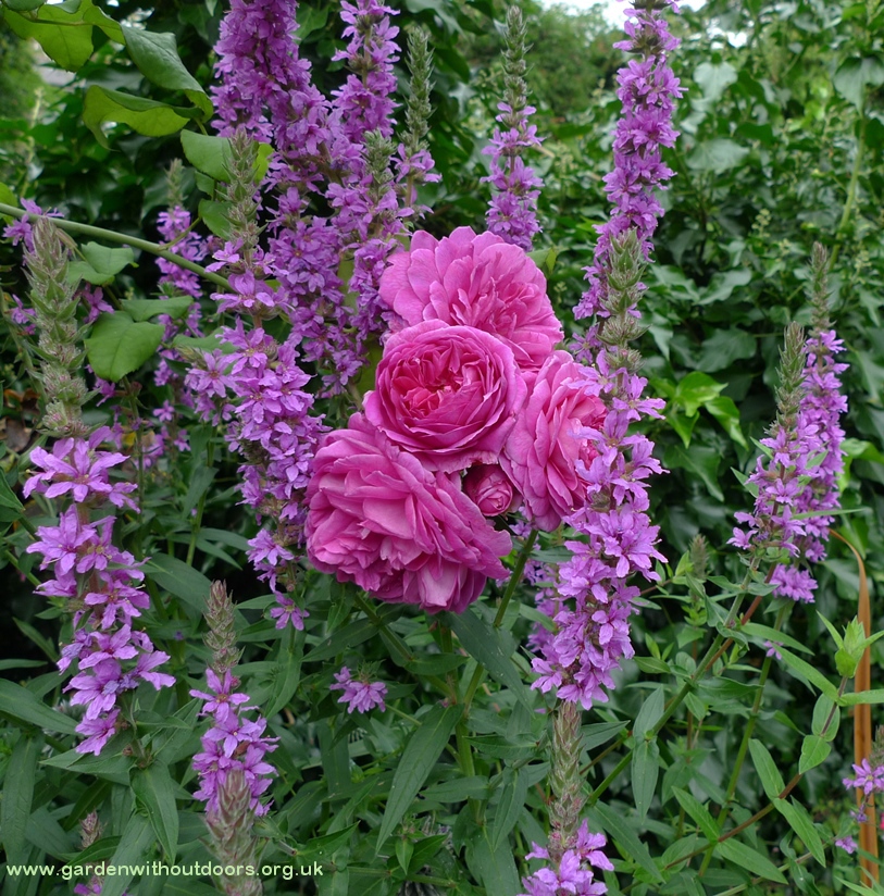roses purple loosestrife