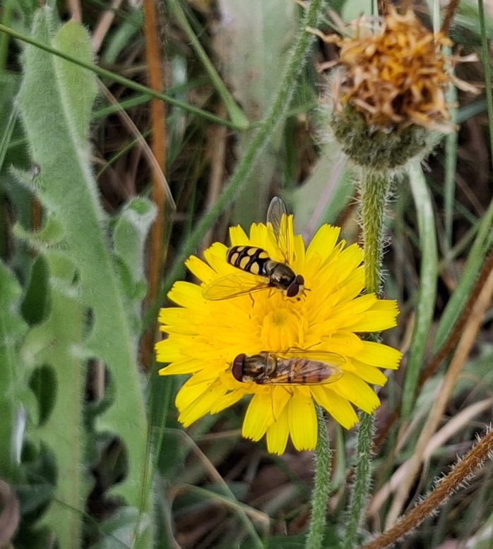 rough hawkbit Leontodon hispidus
