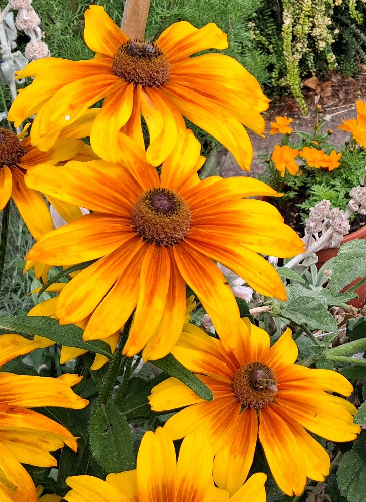 rudbeckia with bees