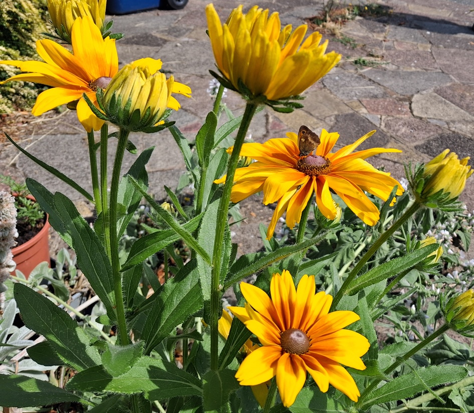 rudbeckia gatekeeper butterfly