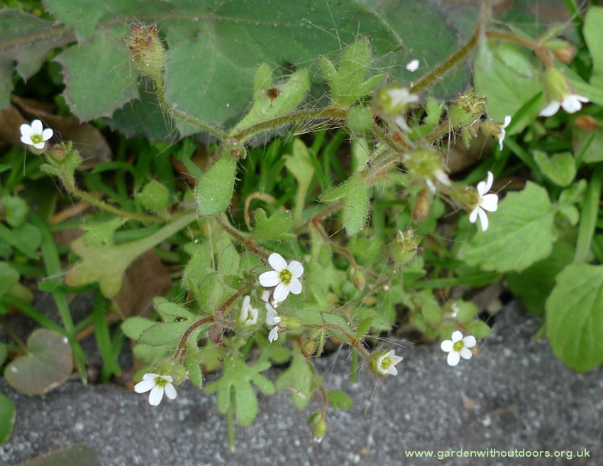 rue-leaved saxifrage