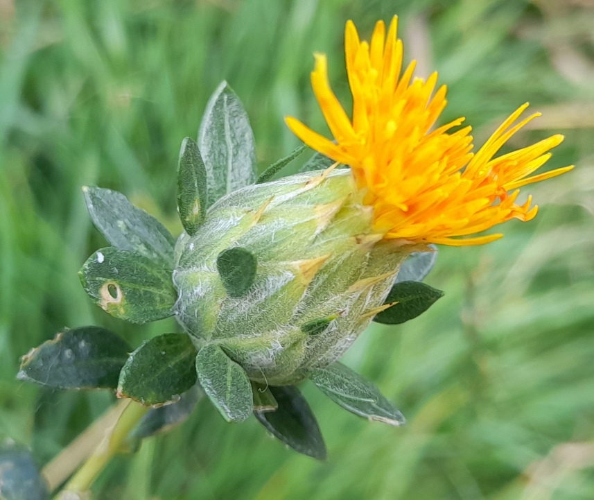 safflower Carthamus tinctorius Zanzibar 