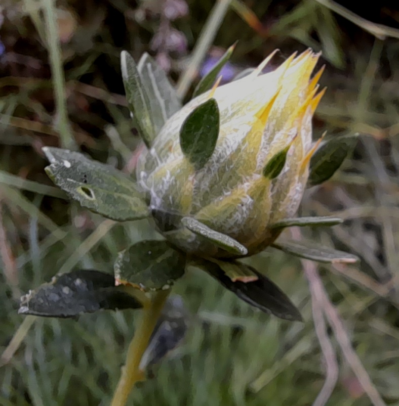 safflower bud