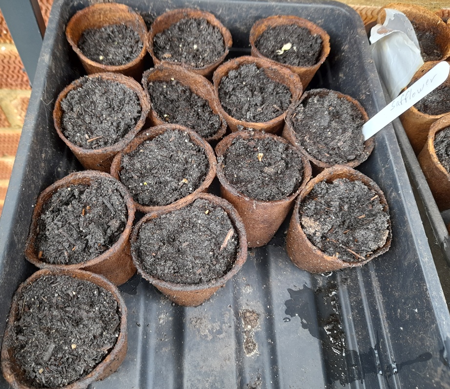 safflower seedlings