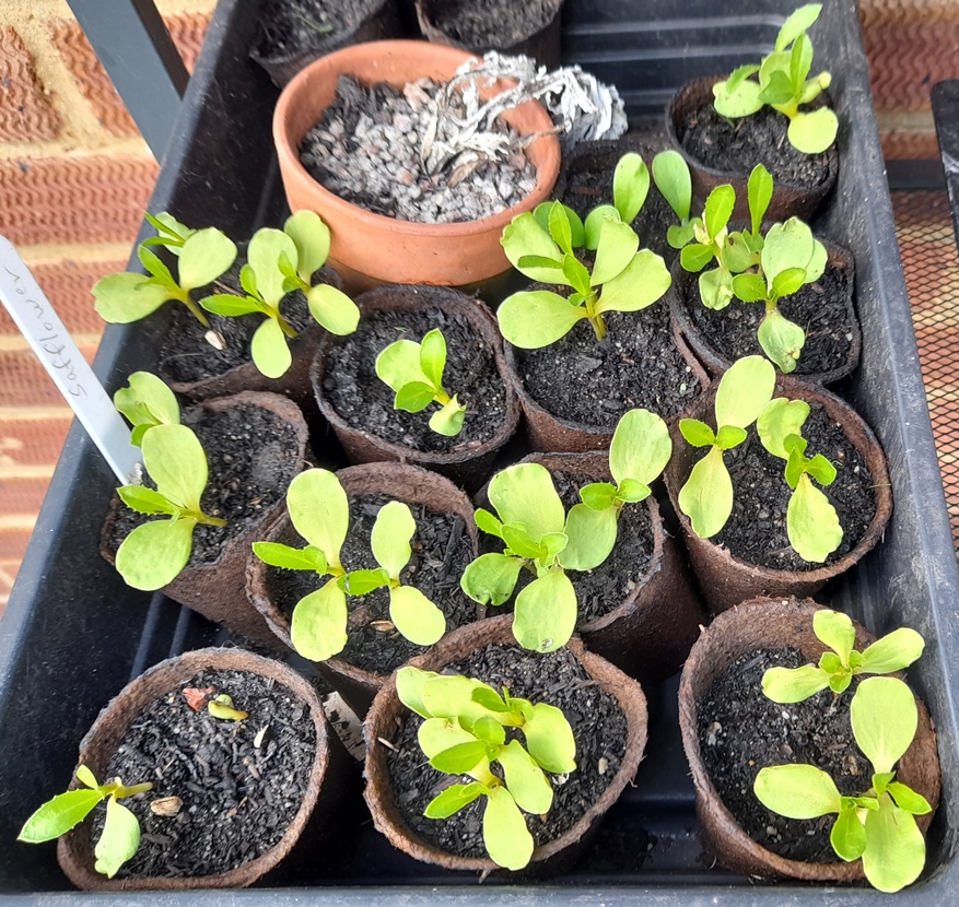safflower seedlings