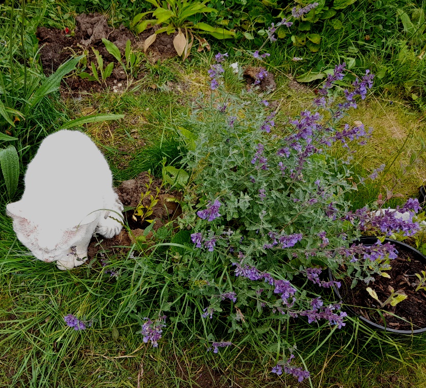 safflower seedlings Carthamus tinctorius