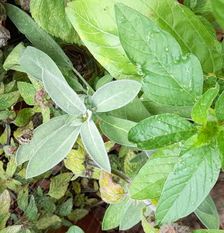 sage