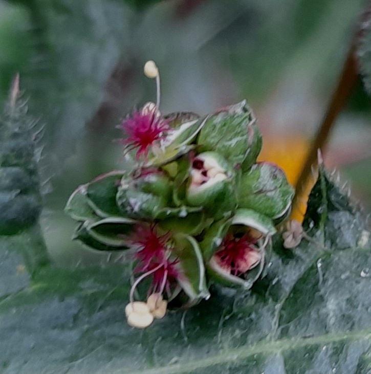 salad burnet Sanguisorba minor