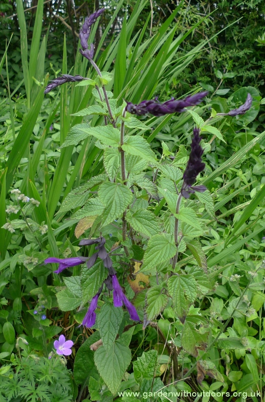 salvia amistad