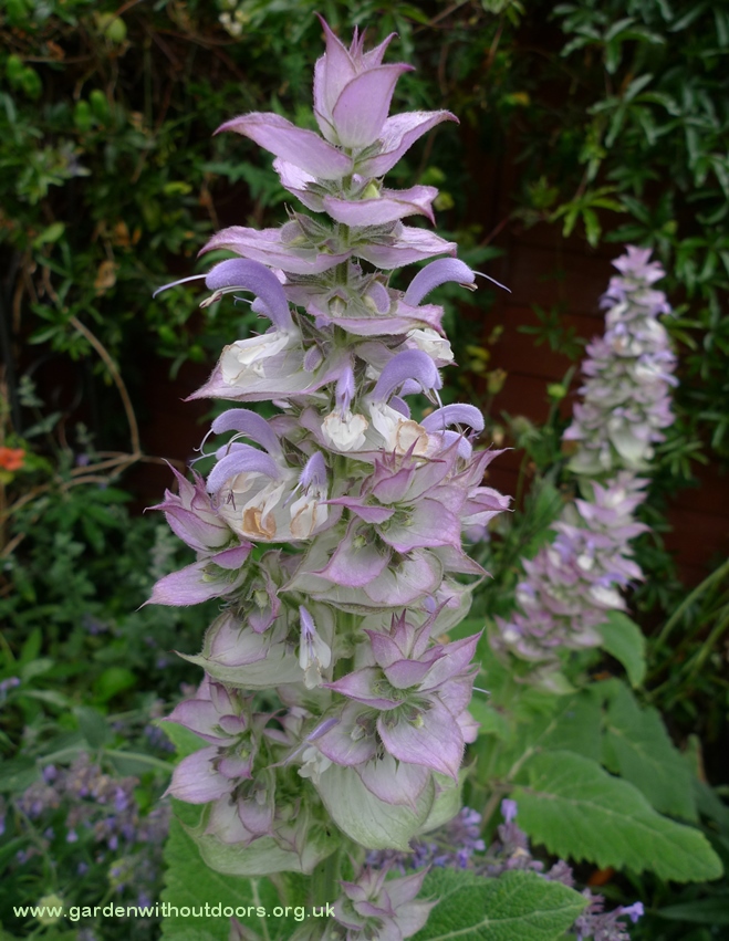 salvia sclarea var tukestanica