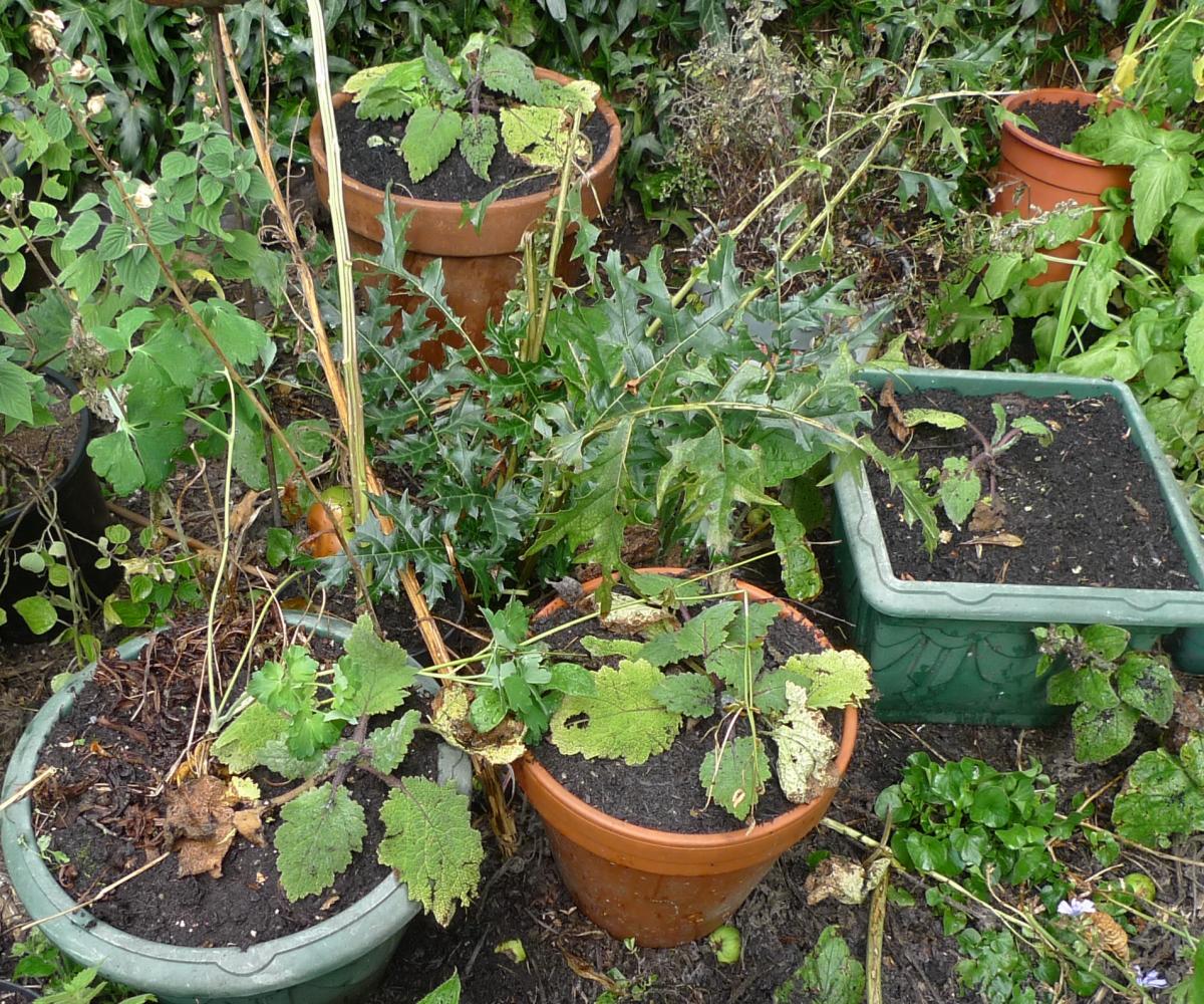 salvis sclarea turkestanica