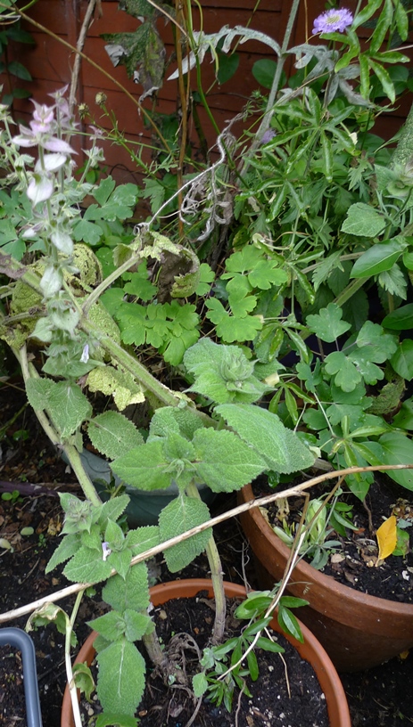 salvia sclarea turkestanica