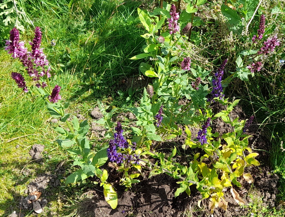 salvia Rose Queen Blue Queen