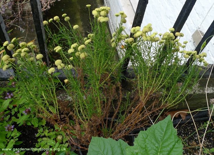 Santolina rosmarinifolia