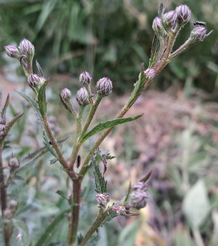 saw-wort Serratula tinctoria