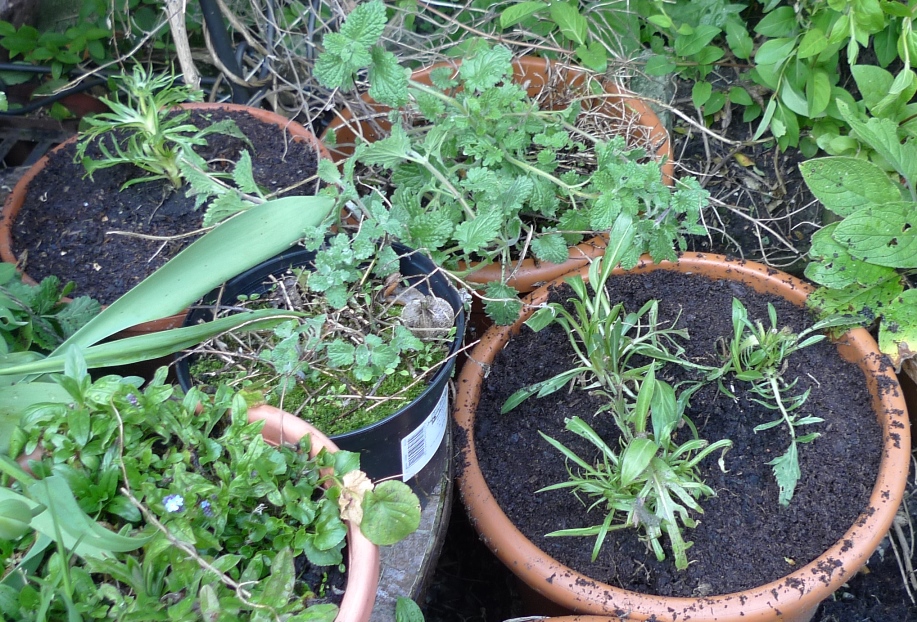 scabiosa Perfecta Blue