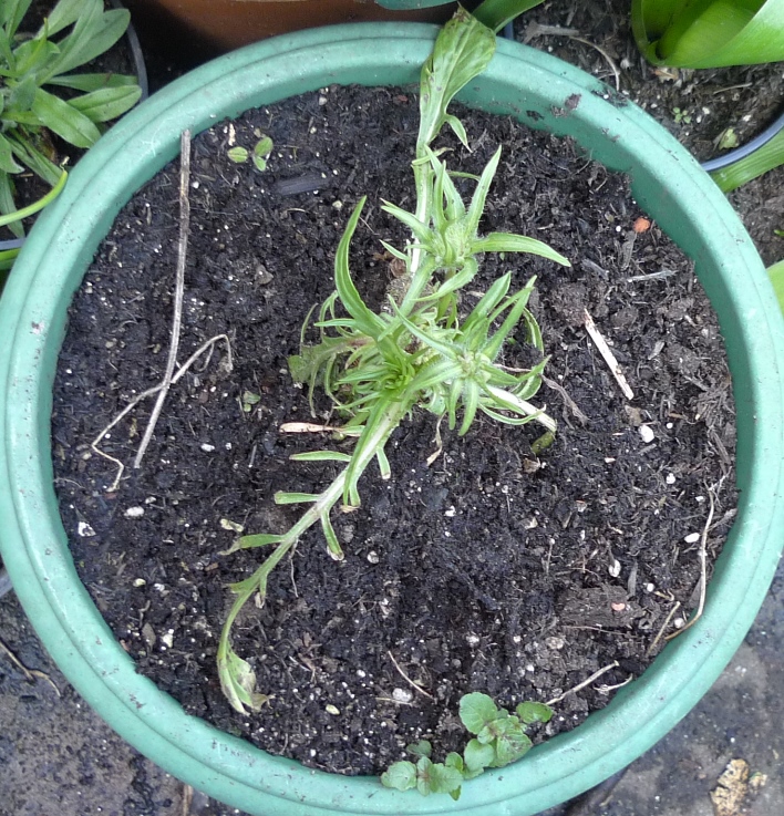 scabiosa Perfecta Blue