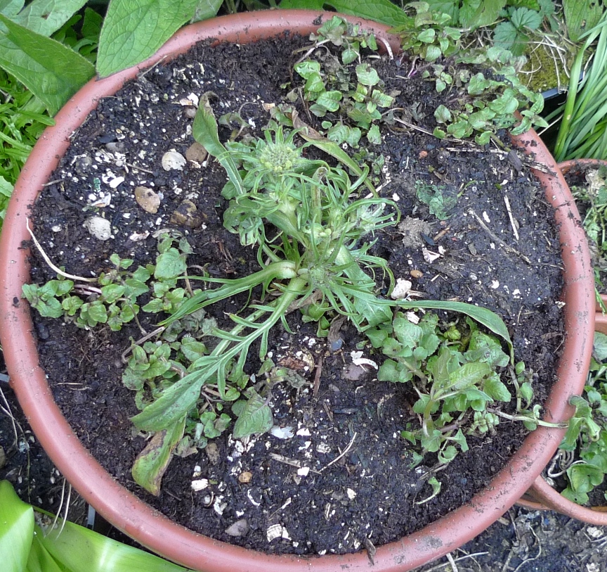 scabiosa Perfecta Blue monarda Cambridge Scarlet