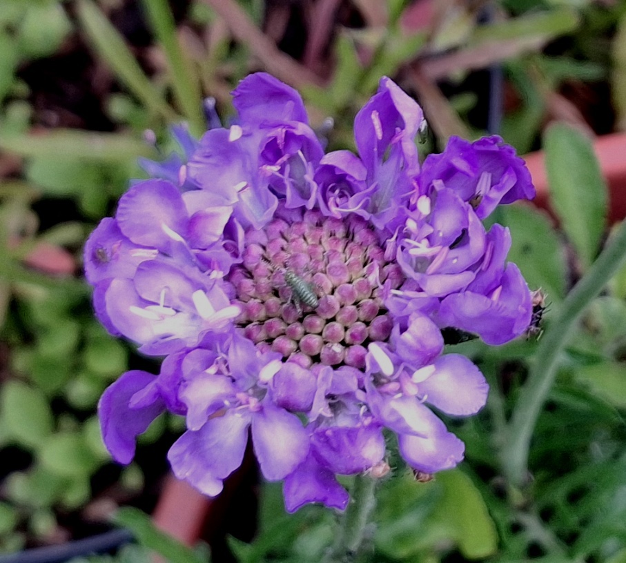 scabious