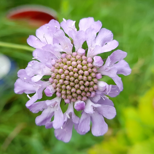 scabious