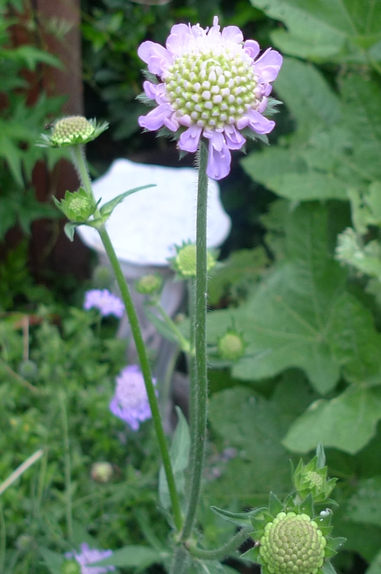 scabious columbaria