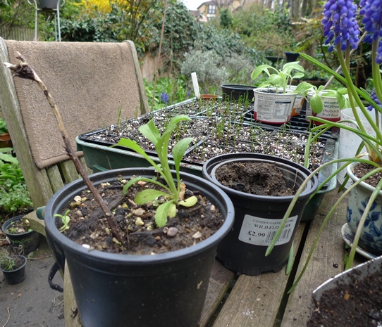 scabious small plant