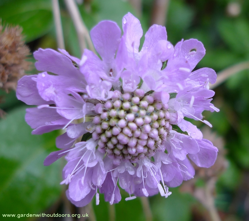 scabious 